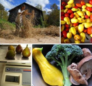 Fig Obsessions and a Chicken Photo Contest Image